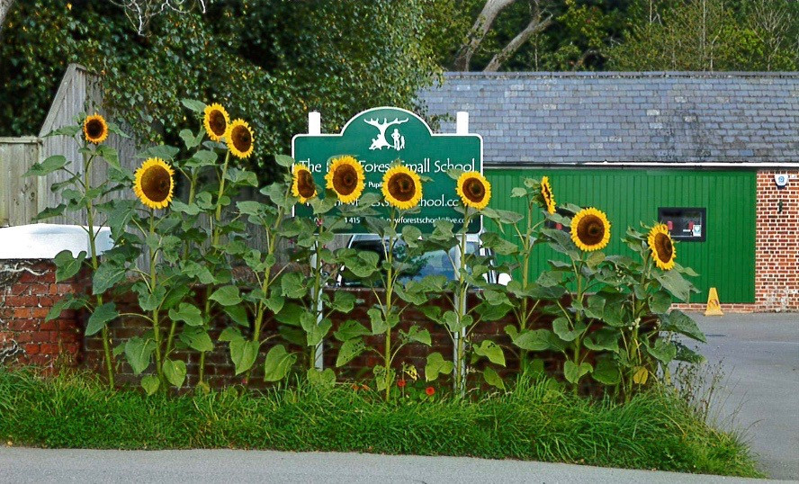 New Forest Small School